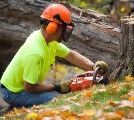 tree services Minoa